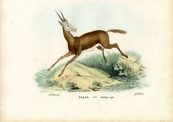 Oryx, 1863-79